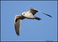 _0SB0927 white-tailed kite